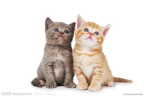 猫咪先生宠物日常，猫咪直播秀