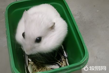 养殖场如何批量养仓鼠