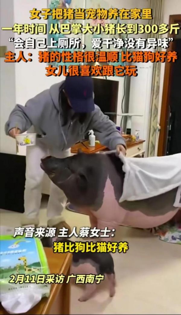 女子在家中养300斤的猪 宠物猪带来欢乐与烦恼