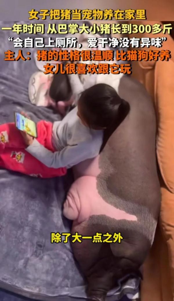 女子在家中养300斤的猪 宠物猪带来欢乐与烦恼