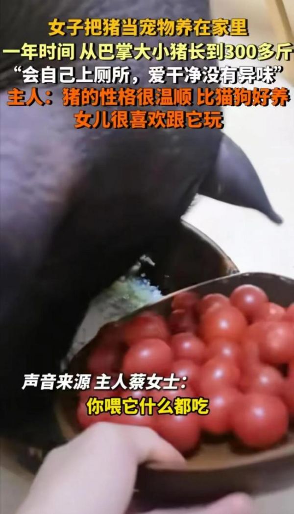 女子在家中养300斤的猪 宠物猪带来欢乐与烦恼