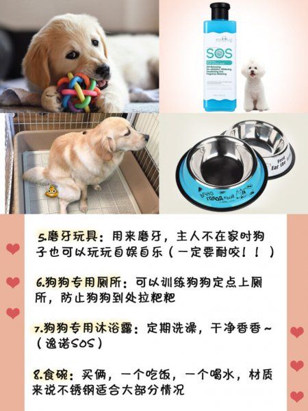 养狗需要什么必备物品