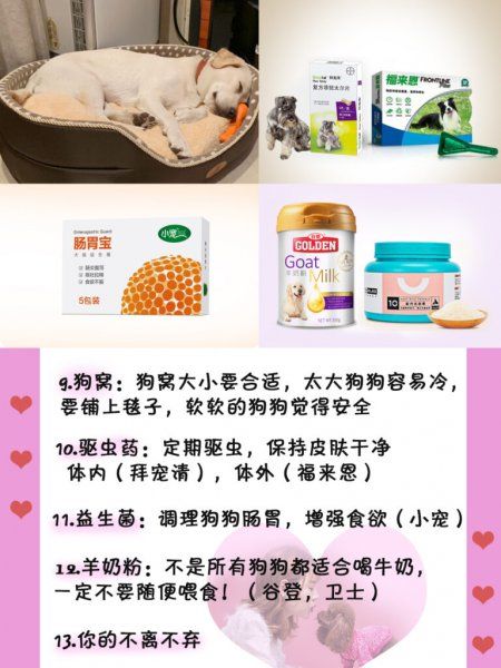养狗需要什么必备物品