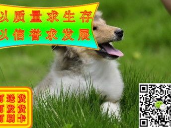 驱虫必备清单,宠物健康守护!