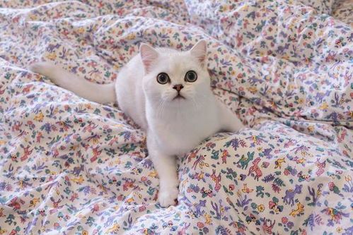 宠物猫必备药品清单。