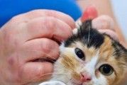 如何给猫咪驱虫？怎么判断猫咪是否有寄生虫？