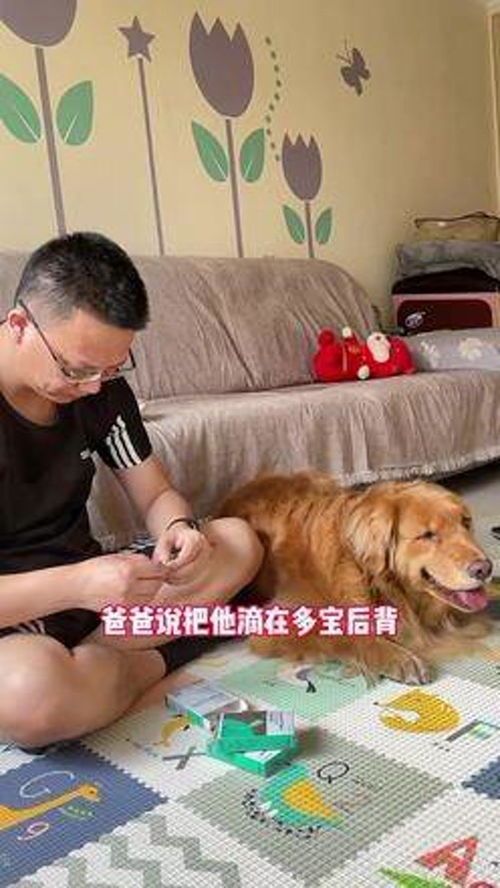 狗狗必备宠物清单,养宠必备!