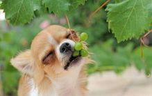 狗狗安乐药盘点,宠物主人必看清单!