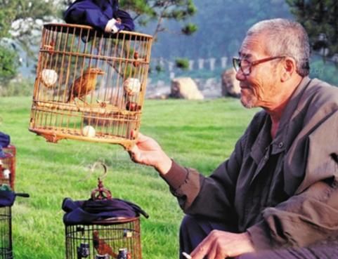 家里养鸟的风水禁忌有哪些 家里养的鸟死了风水学