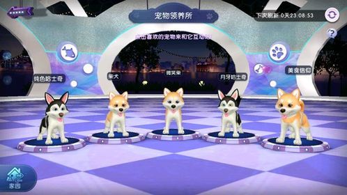 宠物训练攻略:123教程,轻松养宠达人!