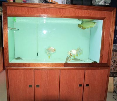 金龙鱼用什么颜色的鱼缸好看呢（金龙鱼鱼缸背景颜色选择指南）