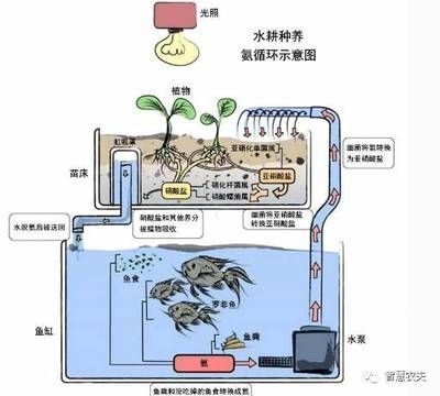 鳝鱼鱼缸养：鳝鱼养殖的详细指南 鱼缸百科 第1张