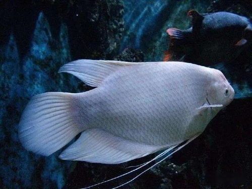 打造宠物兰寿新鱼的完美水族环境：精选水质指南