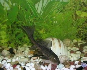 打造宠物兰寿新鱼的完美水族环境：精选水质指南