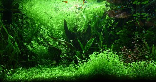 鱼缸水草种植水量指南:轻松打造完美生态!