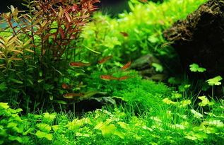 鱼缸水草种植水量指南:轻松打造完美生态!