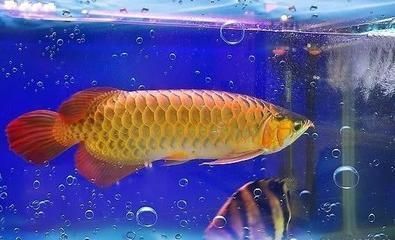 鱼缸增氧泵的工作原理（如何选择适合的增氧泵） 鱼缸百科