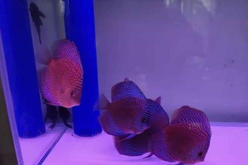 宠物鱼缸水硬度指南:打造完美水质,让鱼儿更健康!