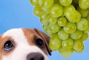 肾衰犬饮食调养指南