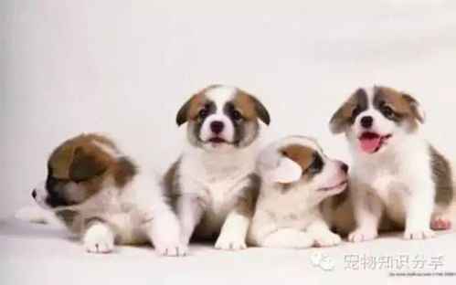 肾衰犬饮食调养指南