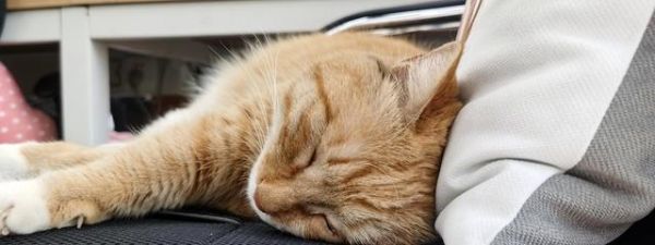 猫咪急性肾衰竭能好吗？如何及时发现和治疗？