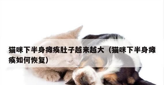 猫咪急性肾衰竭能好吗？如何及时发现和治疗？