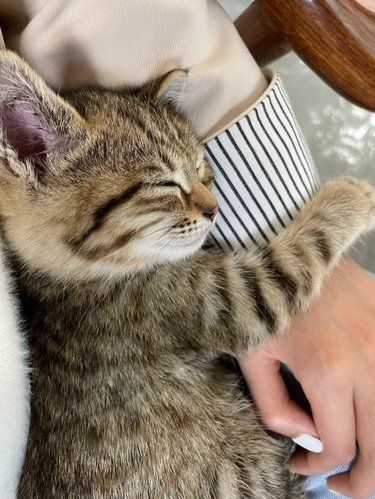 梨园附近猫咪度假村｜铲屎官终于放心啦