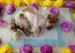 北京宠物殡葬-专业宠物火化 价格透明