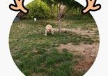 西城寒假期间宠物寄养 专业 正规寄养