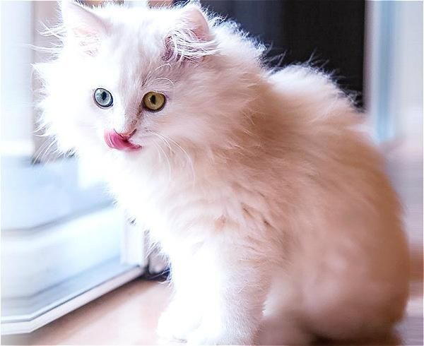 宠物猫营养膏推荐，宠物营养膏多少钱