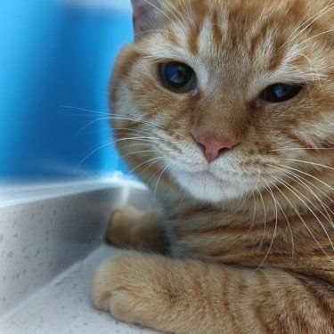 温柔的医护猫日子