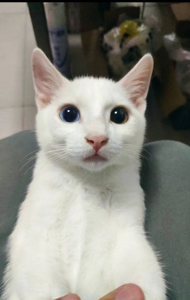 柔软白猫来蹭蹭