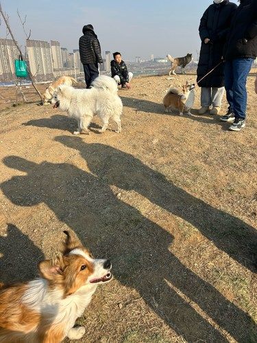 狗狗的快乐，我的快乐
