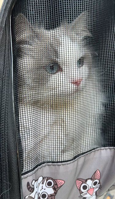 小猫治疗ing～