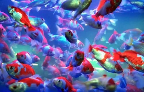养鱼最佳水质指南:打造完美水族环境,宠物爱好者必备!