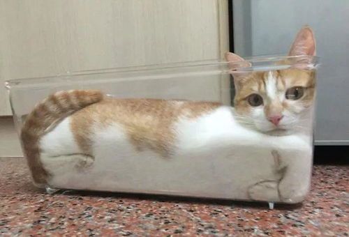 猫咪洗澡水成瘾？改用宠物专用水！