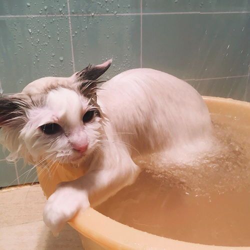 猫咪洗澡水成瘾？改用宠物专用水！