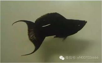春季宠物鱼易生病，警惕水质与温度变化