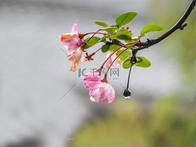 室外亲子活动摄影照片秋季海棠秋天海棠花植物室外摄影图配图