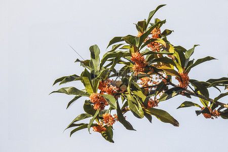 室外亲子活动摄影照片八月桂花香秋金桂桂花室外摄影图摄影图配图