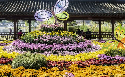 室外亲子活动摄影照片武汉菊展白天菊花造型室外全景摄影图配图