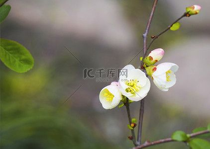海棠花特写秋天盛开的海棠花室外摄影图摄影图配图