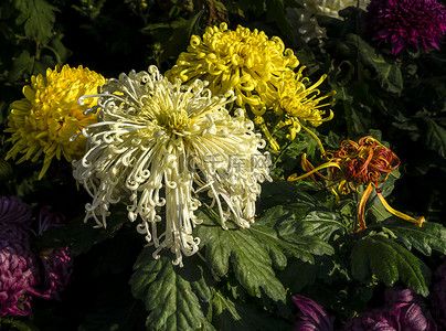 室外亲子活动摄影照片菊花白天菊室外全景摄影图配图