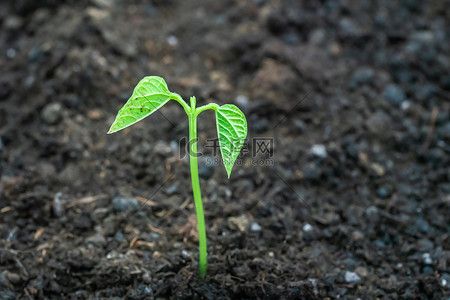 立春白天发芽室外绿植摄影图配图