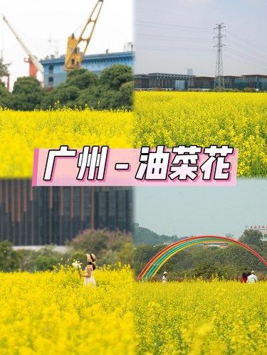 春天总要看一次油菜花吧