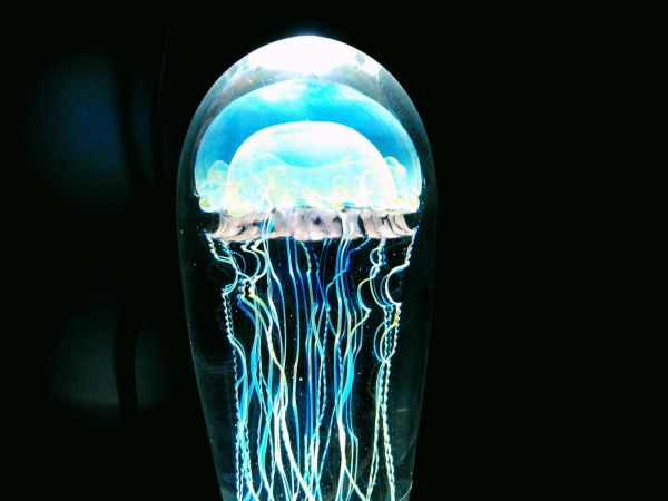 生态鱼缸造型效果图(生态鱼缸的优点和缺点) 观赏鱼