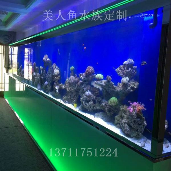 荔湾生态鱼缸定做
