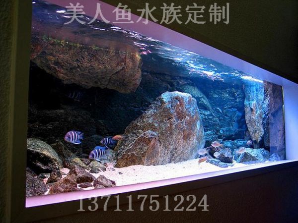 荔湾生态鱼缸定做