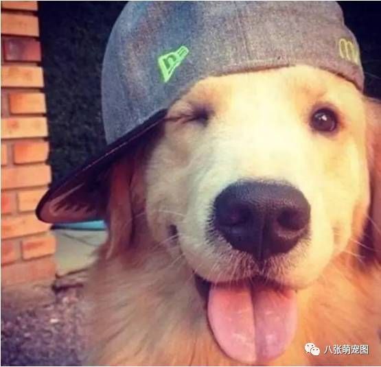 选对狗种,宠物狗成家护院好帮手