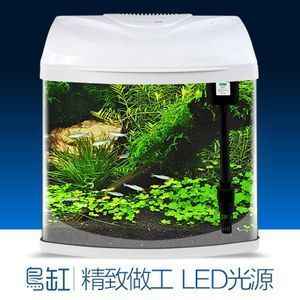 鱼缸养的小鱼品种（如何搭配鱼缸生态） 龙鱼百科